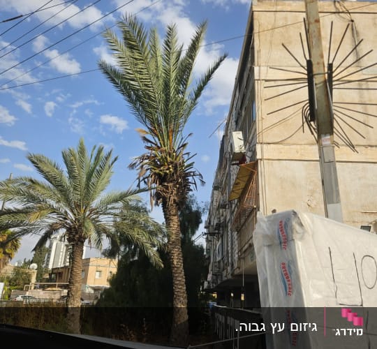 עצים ודגלים ברחוב עם שמיים כחולים